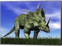 Framed Styracosaurus dinosaur walking in the grass