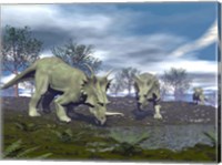 Framed Three Styracosaurus dinosaurs drinking from a nearby lake