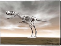 Framed Tyrannosaurus rex skeleton