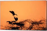 Framed Painted Stork against a sunset sky, India