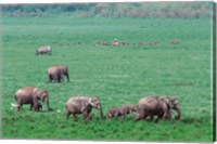 Framed Asian Elephant in Kaziranga National Park, India