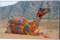 Framed Brightly decorated camel, Pushkar, Rajasthan, India.