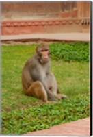 Framed Monkey, Uttar Pradesh, India