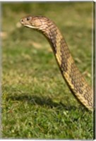 Framed King Cobra snake, South East Captive