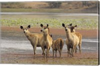 Framed Alert Sanbar deers, Ranthambhor National Park, India