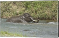 Framed Elephant taking bath, Corbett NP, Uttaranchal, India
