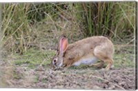 Framed Indian Hare wildlife, Ranthambhor NP, India