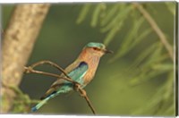 Framed Indian roller bird, Corbett NP, Uttaranchal, India