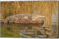 Framed Marsh Crocodile, Ranthambhor National Park, India