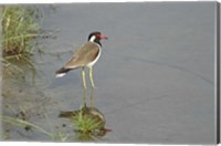 Framed Redwattled Lapwing bird, Corbett NP, India.