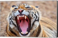 Framed Royal Bengal Tiger mouth, Ranthambhor National Park, India