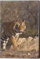 Framed Royal Bengal Tiger On The Move, Ranthambhor National Park, India