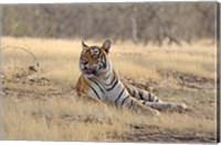 Framed Royal Bengal Tiger resting, India