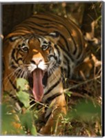 Framed Bengal Tiger, Madhya Pradesh, Bandhavgarh, India