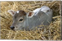 Framed Baby Calf, Cow, Farm Animal, Orissa, India