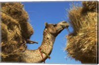 Framed Camel Carrying Straw, Pushkar, Rajasthan, India