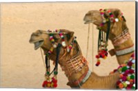 Framed Decorated Camel in the Thar Desert, Jaisalmer, Rajasthan, India