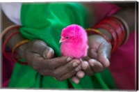 Framed Woman and Chick Painted with Holy Color, Orissa, India
