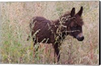 Framed Little Donkey, Leh, Ladakh, India