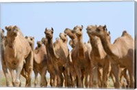 Framed Camels in the desert, Pushkar, Rajasthan, India