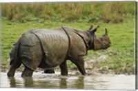 Framed One-horned Rhinoceros, coming out of jungle pond, Kaziranga NP, India