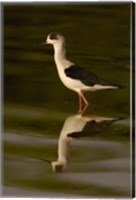 Framed Black-winged stilt bird, INDIA