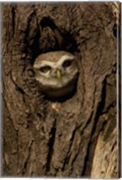 Framed Spotted Owlet bird in a tree, Bharatpur NP, Rajasthan. INDIA