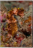 Framed Close-up of adult spiny seahorse
