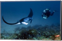 Framed Manta ray swims past scuba diver, Komodo NP, Indonesia