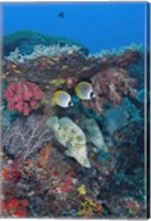 Framed Scene of fish and coral