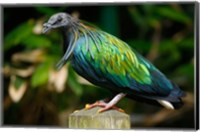 Framed Nicobar Pigeon bird, Indonesia