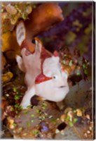 Framed Frogfish or anglerfish