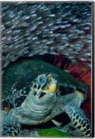 Framed Glassfish, Hawksbill turtle