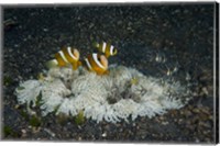 Framed Indonesia, Sulawesi, Lembeh Strait, Marine Life