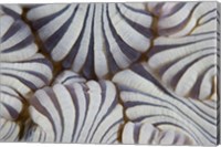 Framed Sea anemone, Marine life