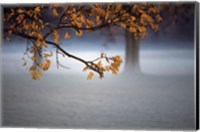 Framed Fog Leaf