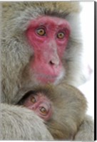 Framed Baby Snow Monkey Clinging to Mother, Jigokudani Monkey Park, Japan