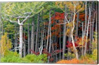 Framed Fall colors of the Fuji-Hakone-Izu National Park, Japan