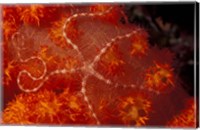 Framed Brittlestar on Soft Coral, Papua, Indonesia