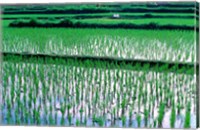 Framed Rice Cultivation, Bali, Indonesia