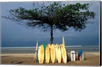 Framed Surfboards Lean Against Lone Tree on Beach in Kuta, Bali, Indonesia