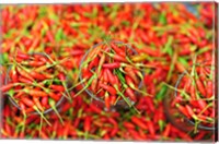 Framed Hot Chili, Semporna, Borneo, Malaysia