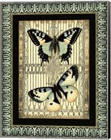 Framed Small Butterfly Fancy II