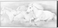 Framed All the White Horses