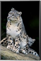 Framed Snow Leopard, Uncia uncia, Panthera uncia, Asia