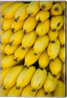 Framed Oman, Dhofar Region, Salalah. Local bananas for Sale