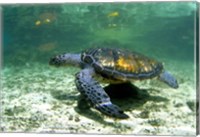 Framed Green Sea Turtle Savai'i Island, Western Samoa