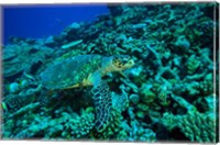 Framed Sea tutle, Southern Maldives, Indian Ocean