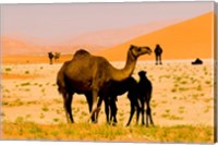 Framed Oman, Rub Al Khali desert, camels, mother and calves