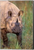 Framed Asia, Nepal, Royal Chitwan NP. Indian rhinoceros